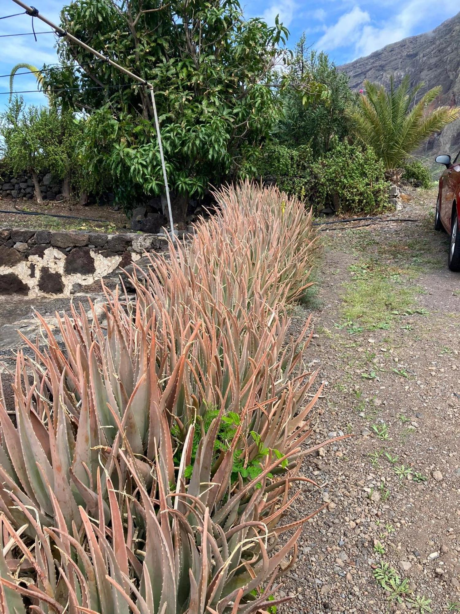 Casa Nela. Rural Y Acogedora En Las Puntas El Hierro Frontera Eksteriør bilde